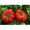 Tomate Beefsteak 