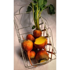 Betterave burpee's golden  2