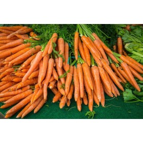 Carotte Nantaise améliorée bio 
