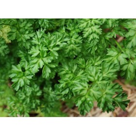 Cerfeuil frisé bio 