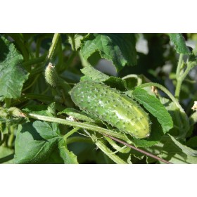 Concombre Marketmore bio  2