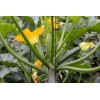 Courgette verte des maraîchers bio 