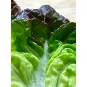 Laitue Merveille des 4 saisons bio3  2