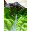 Laitue Merveille des 4 saisons bio3 