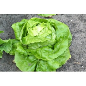 Laitue Reine de Mai bio 