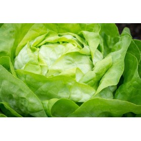 Laitue Reine de Mai bio  2