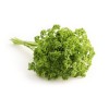 Persil frisé vert foncé bio 