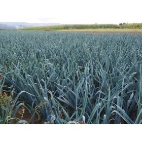 Poireau monstrueux de Carentan bio  2