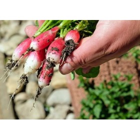 Radis de 18 jours bio 