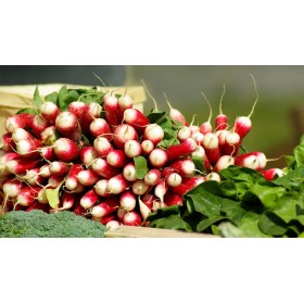 Radis de 18 jours bio  2