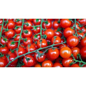 Tomate cerise Red Cherry bio 