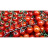 Tomate cerise Red Cherry bio 