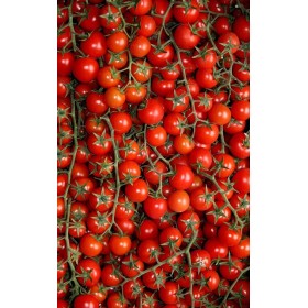 Tomate cerise Red Cherry bio  2