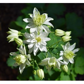 Ancolie des jardins double varié 