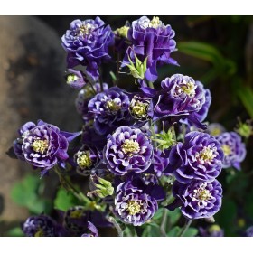 Ancolie des jardins double varié  2