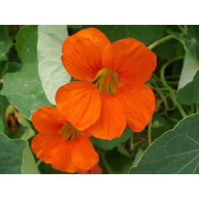 Capucine grimpante variée 