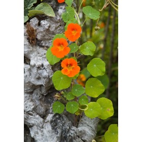 Capucine grimpante variée  2