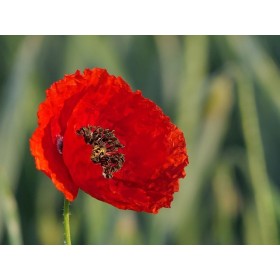 Coquelicot rouge (Pavot des moissons) 
