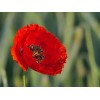 Coquelicot rouge (Pavot des moissons) 