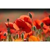 Coquelicot rouge (Pavot des moissons) 