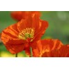 Coquelicot rouge (Pavot des moissons) 