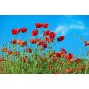 Coquelicot rouge (Pavot des moissons) 