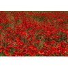 Coquelicot rouge (Pavot des moissons) 