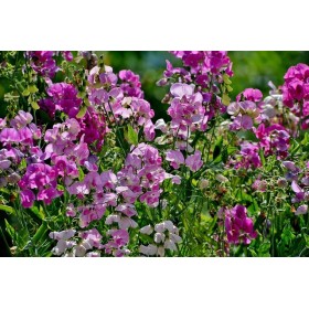 Pois de Senteur Spencer varié  2