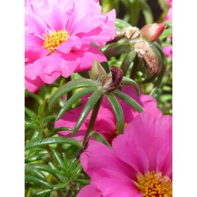 Pourpier double grande fleur varié 