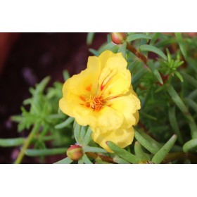 Pourpier double grande fleur varié  2