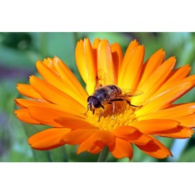 Souci des jardins varié 