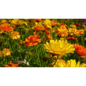 Souci des jardins varié  2