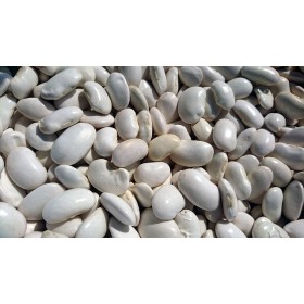 Haricot nain à écosser Cocagne (type coco paimpolais)  2