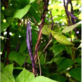 Haricot nain mangetout Purple Queen cosses violettes 