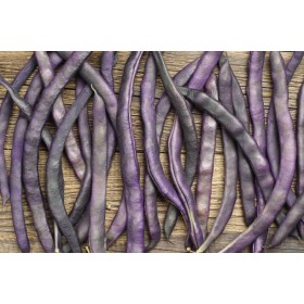 Haricot à rames mangetout cosses violettes 
