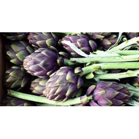 Artichaut violet de Provence 