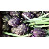 Artichaut violet de Provence 