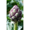 Artichaut violet de Provence 