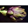 Artichaut violet de Provence 