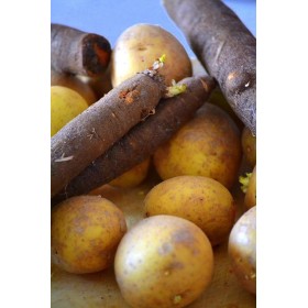 Scorsonère géante noire de Russie 