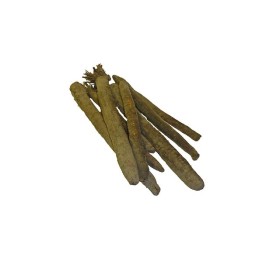 Scorsonère géante noire de Russie  2