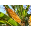 Maïs doux sucré Golden Bantam 