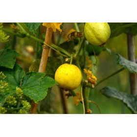 Concombre Lemon (Citron) 