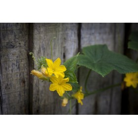 Concombre Lemon (Citron)  2