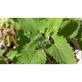 Nepeta cataria (Chataire) 