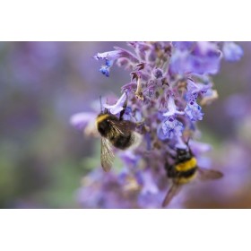 Nepeta cataria (Chataire)  2