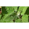 Nepeta cataria (Chataire) 