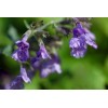 Nepeta cataria (Chataire) 