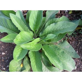 Consoude (symphytum officinale )  2