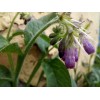 Consoude (symphytum officinale ) 